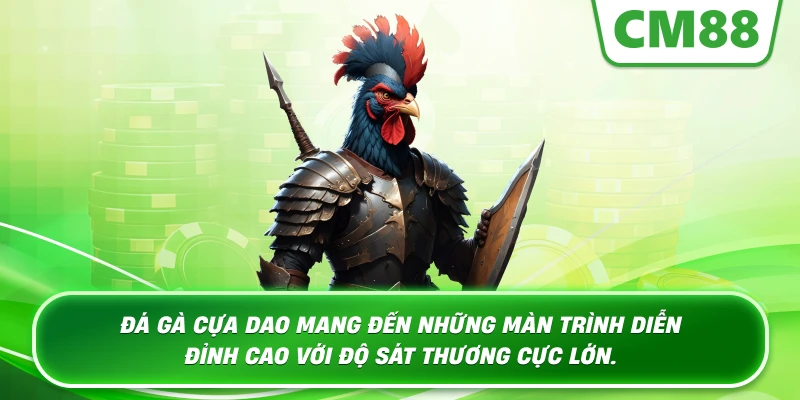 Đá Gà Cựa Dao mang đến những màn trình diễn đỉnh cao với độ sát thương cực lớn.